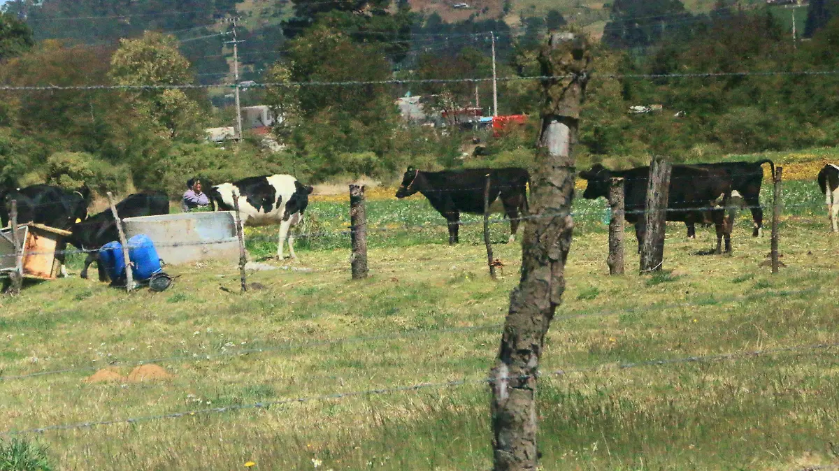 Veracruz acumula 724 casos de gusano barrenador, hay 135 casos activos