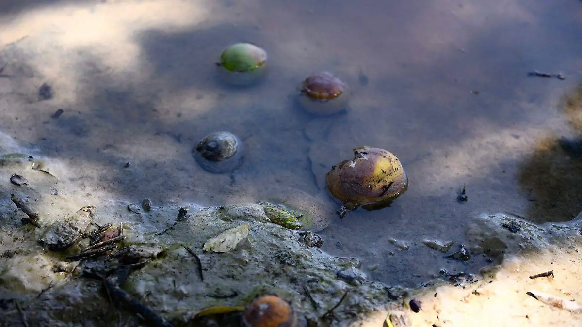 Naranjas Álamo Inundaciones