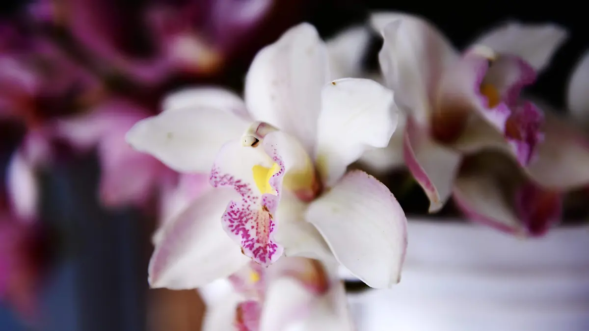 RENE-venta de flores