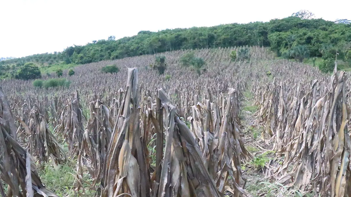 Plantíos dañados por derrame de hidrocarburo en río Pantepec