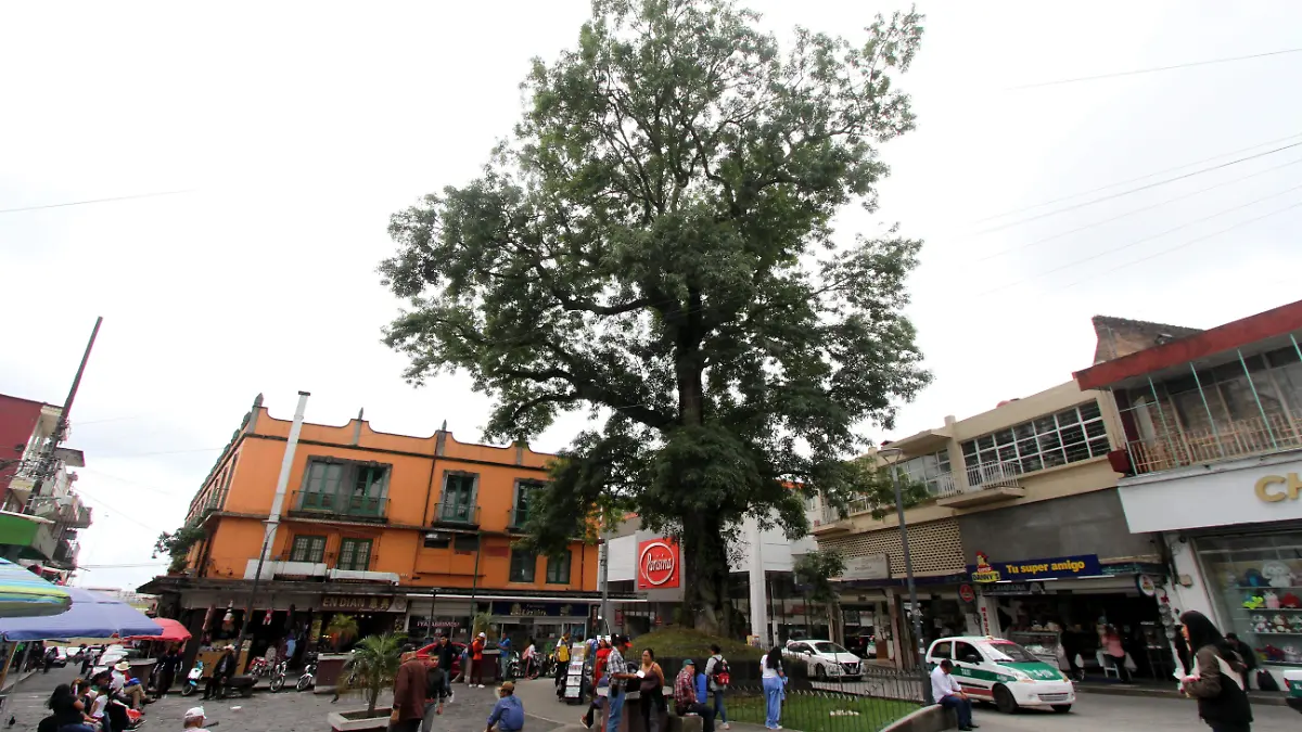 Árbol en la Plazuela del Carbón en Xalapa