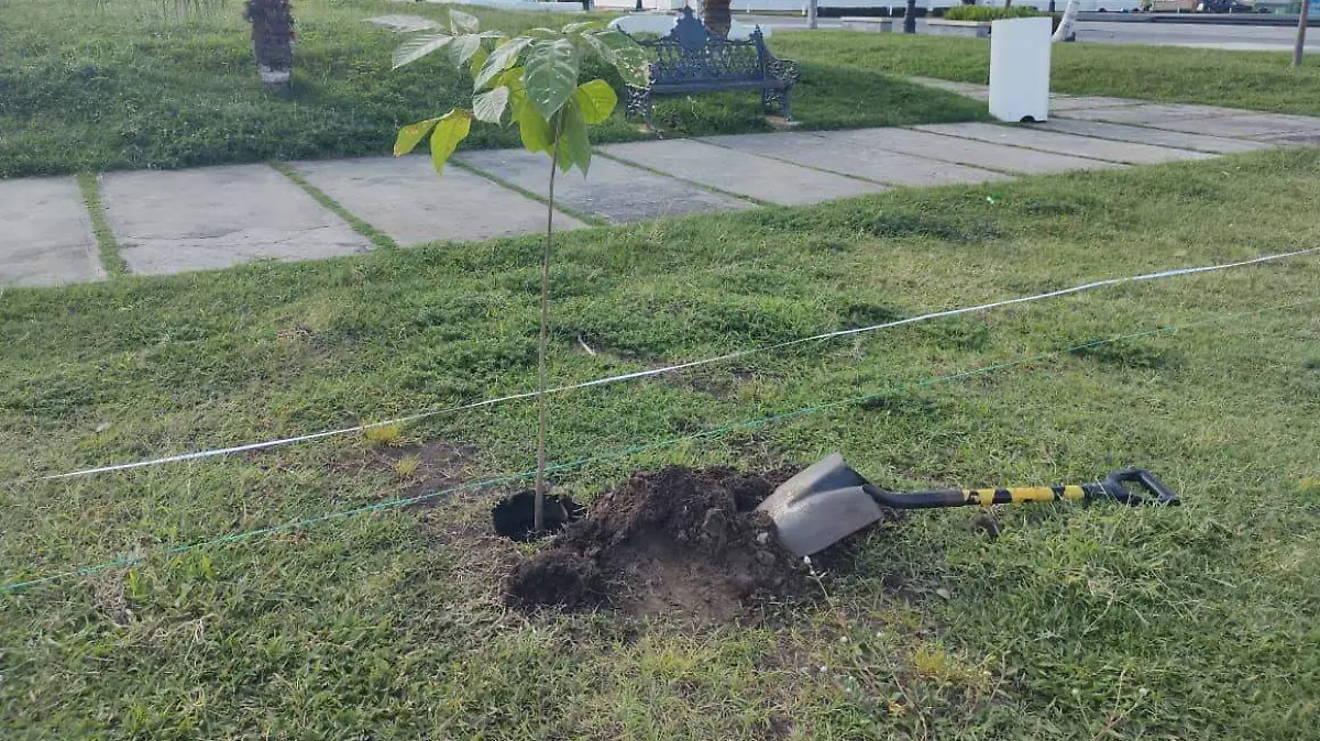 Reforestación Macroplaza Veracruz