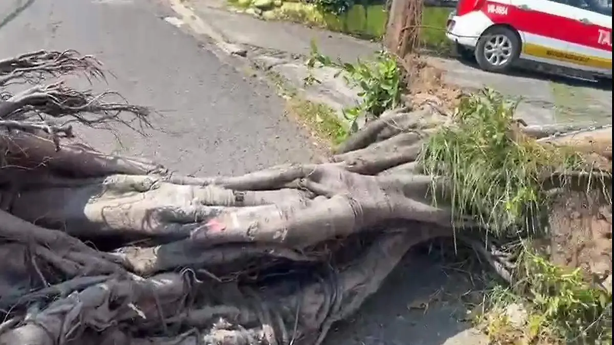 Frente Frío 11 en Veracruz deja varios árboles caídos y autos dañados 
