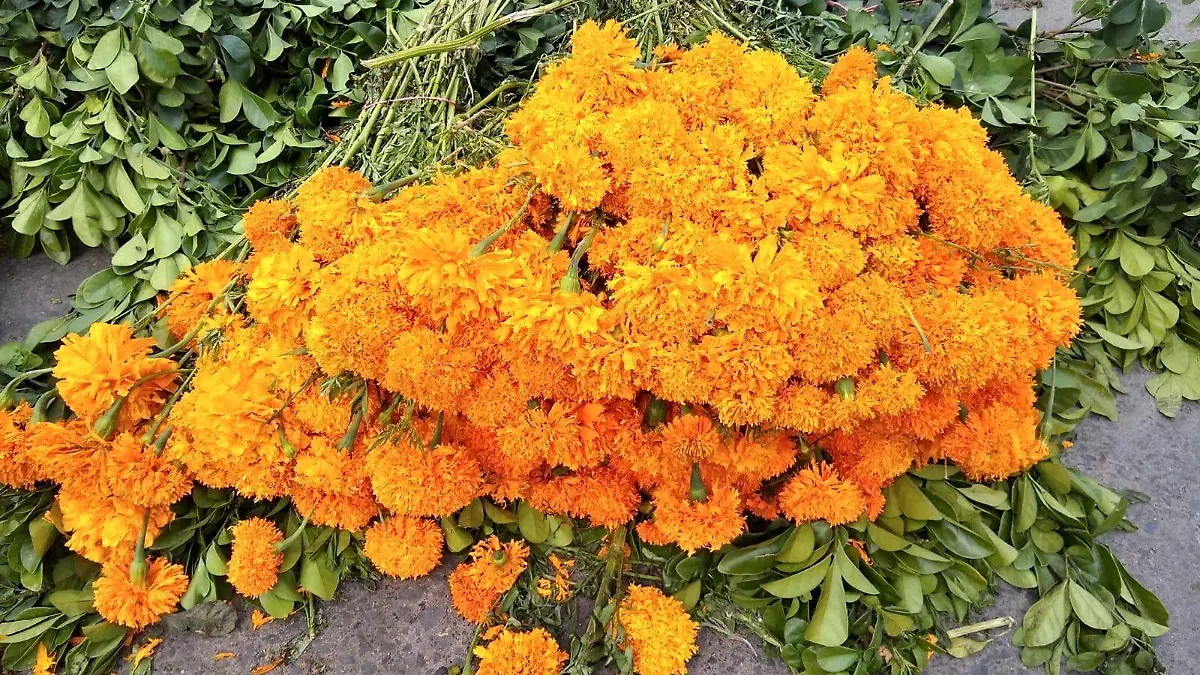 Flor de cempasúchil