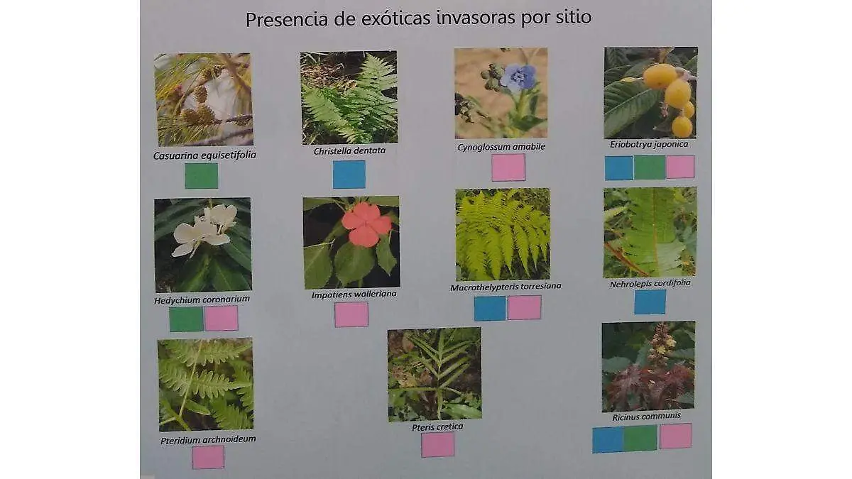 Muestrario de plantas exóticas en Xalapa