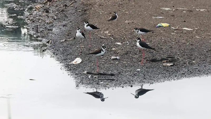 Canal de la Zamorana presenta cumulos de arena lo cual impide el libre flujo de agua