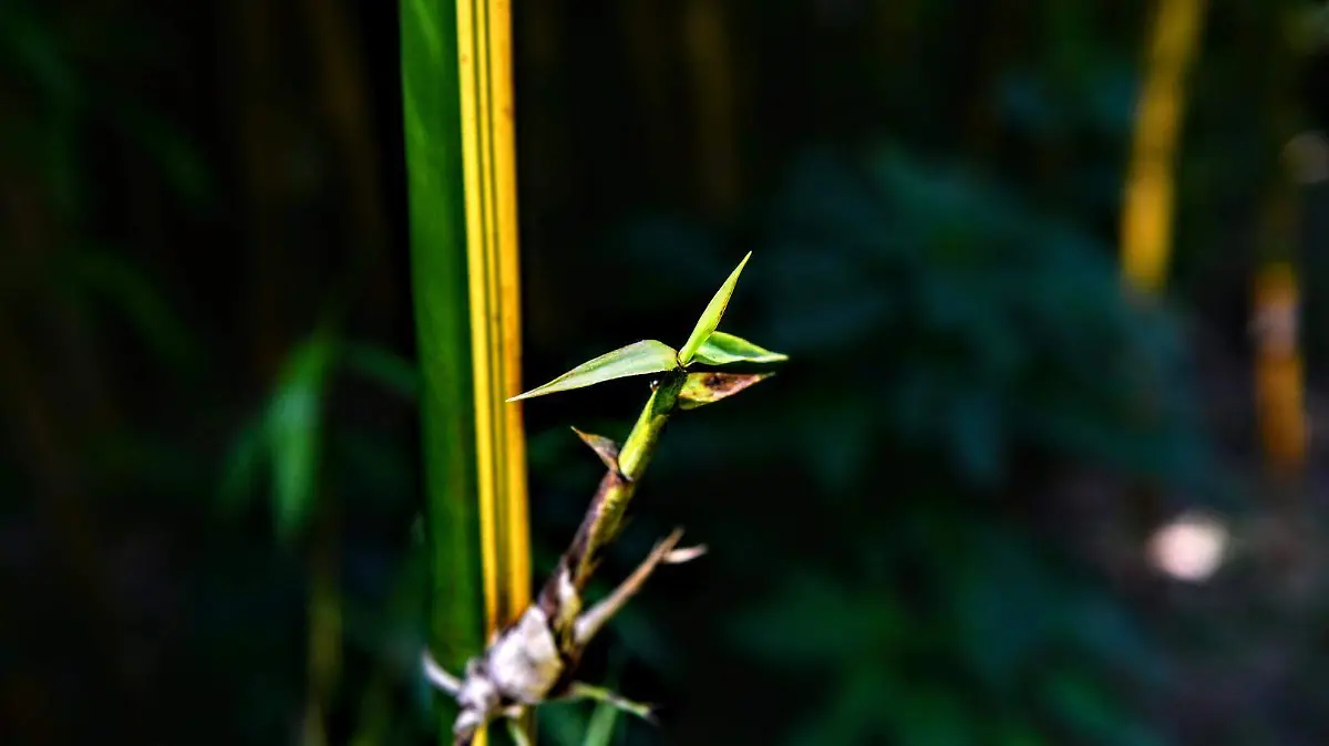 Jardín Botánico Francisco Javier Clavijero