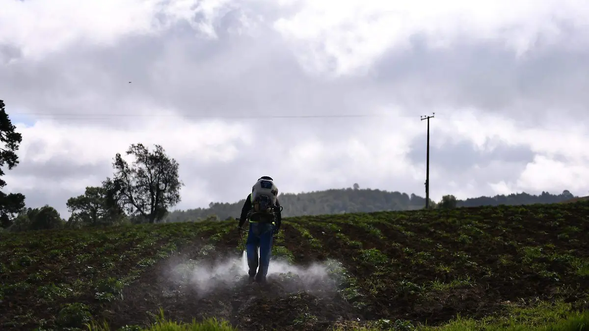 RENÉ-CULTIVOS Y GANADO
