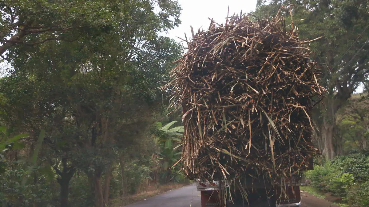Campo en Veracruz | Caña