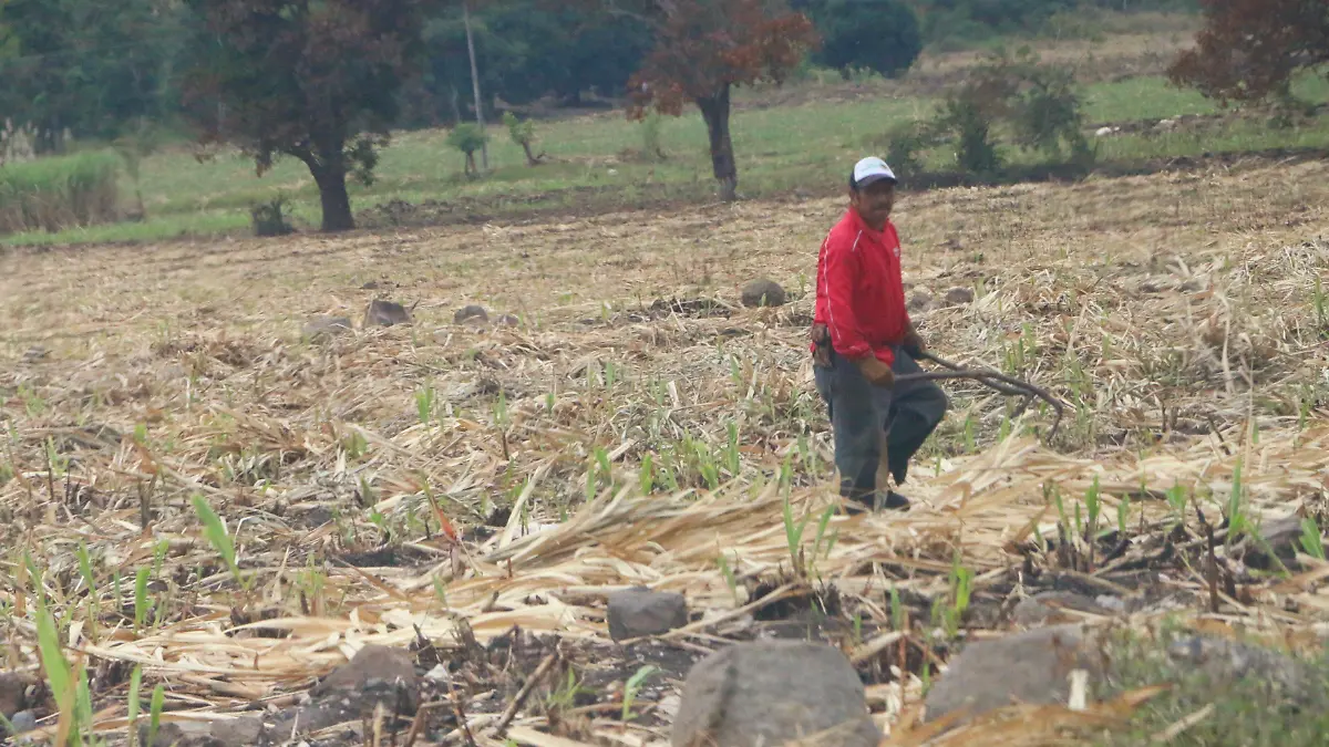 Campo en Veracruz | Caña
