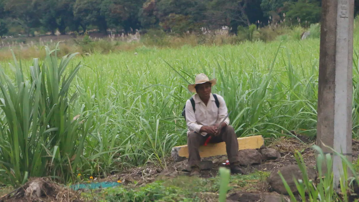 Campo en Veracruz | Caña