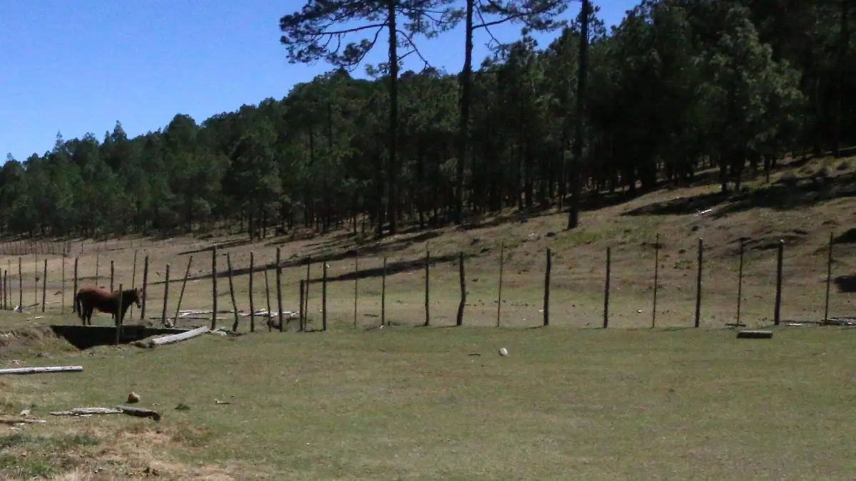 Parque Nacional Cofre de Perote