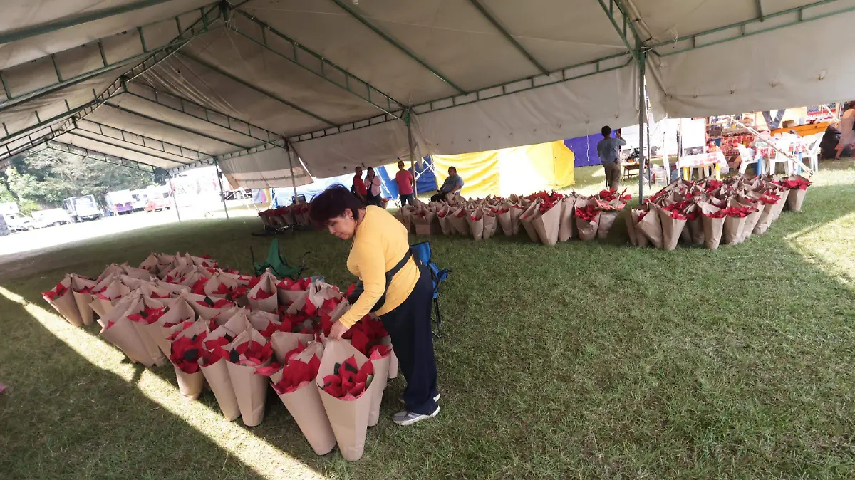 Arranca el Festival de la Flor de Nochebuena en La Estanzuela