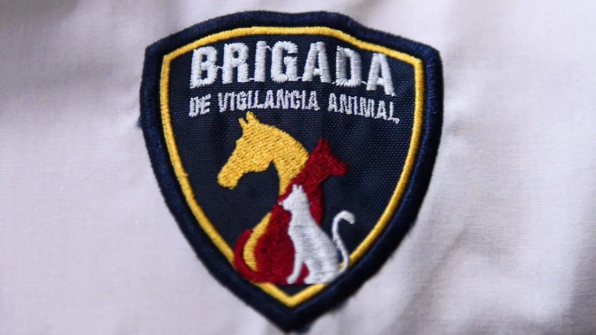 Brigada vigilancia animal Xalapa