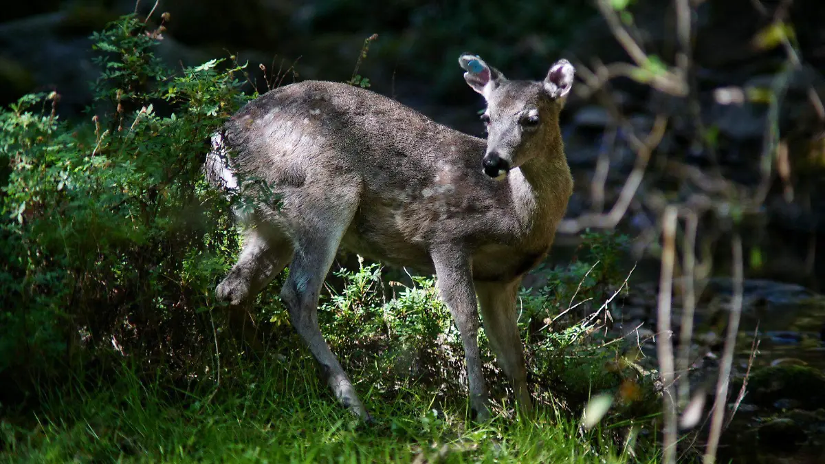917740_Liberación Venado Cola Blanca_web (1)