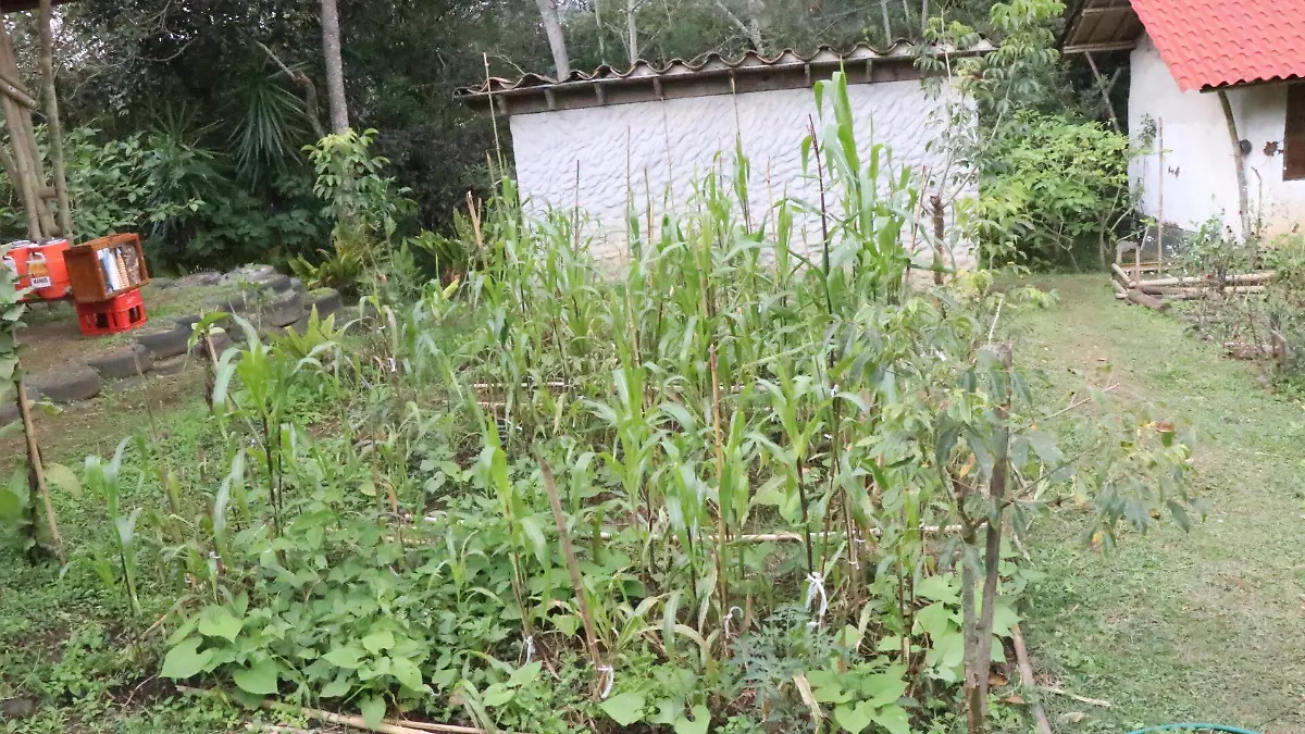 david- Agroecólogo9