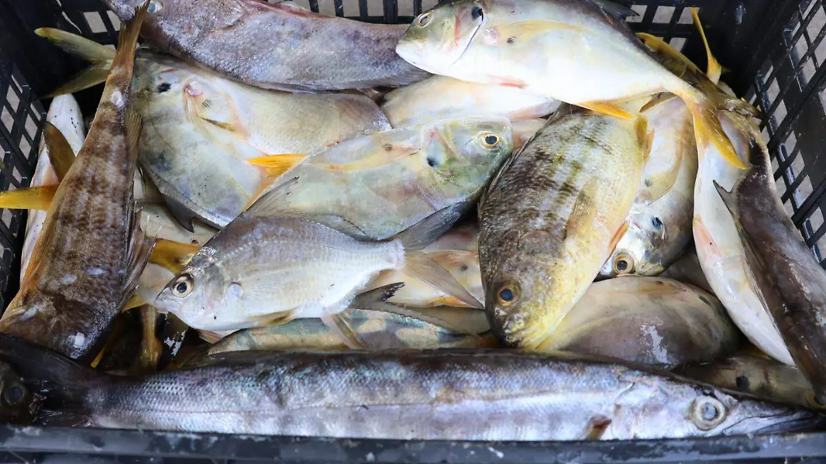 Pescadores de Boca del Río 
