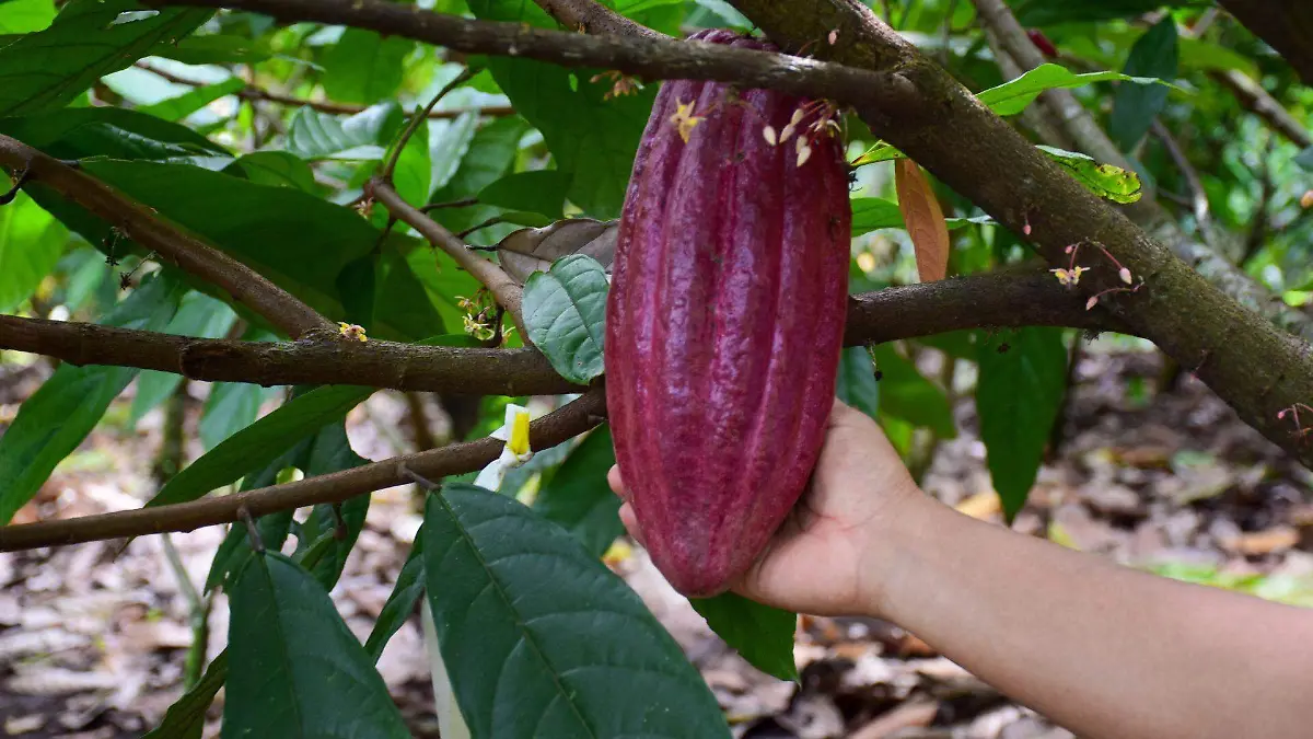 902653_Cultivo Experimental Cacao Chiapas_web