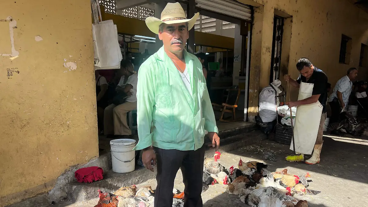 Guajolotes y pollos6