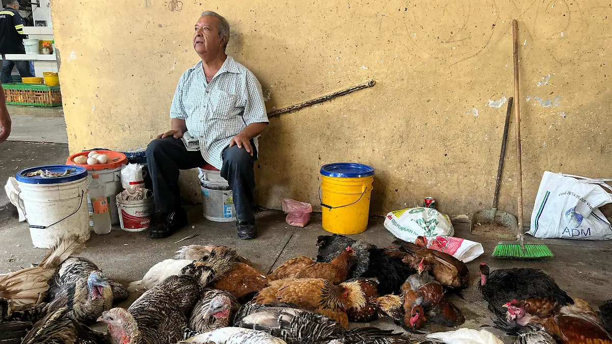 Guajolotes y pollos5