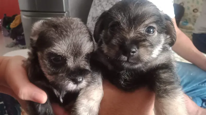 Mascotas