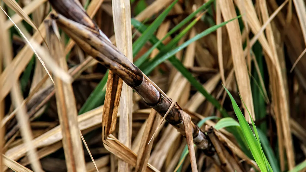 Cañeros de Actopan exigen pago de pólizas tras pérdidas por plaga y hongo