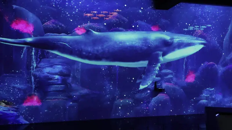 Blumia