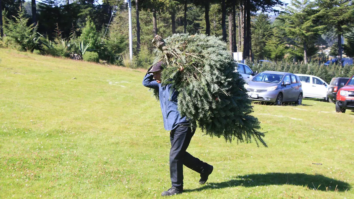 Arbol Navidad-Primer corte-rancho yerbabuena-9nov-Ricardomtz (3)