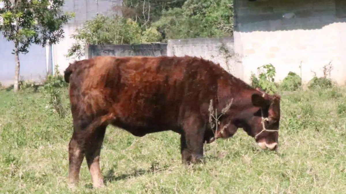 David Bello - Ganado-Vacas-gusano2