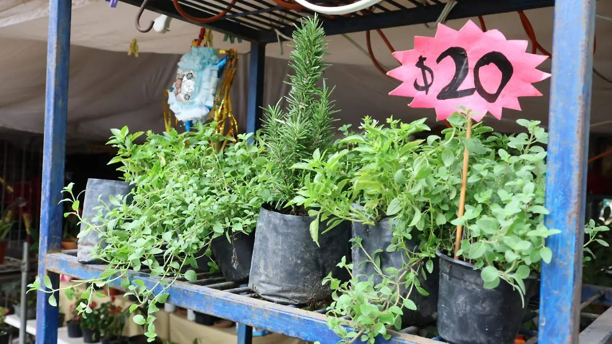 Agrupación femenina de microempresarias 
