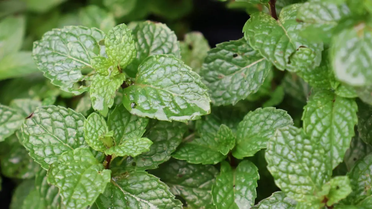 Asociación femenina de microempresarias 
