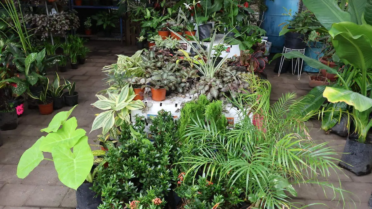 Agrupación femenina de microempresarias 
