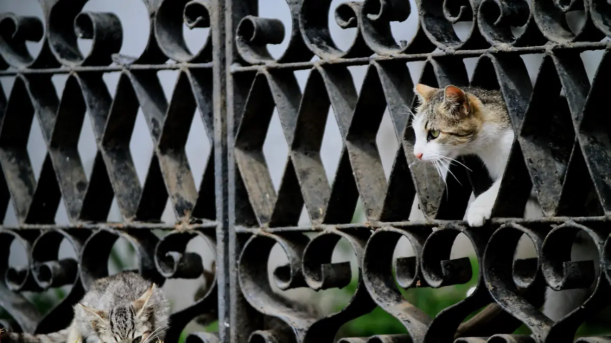 RENÉ Gatos Panteón 5 de Febrero