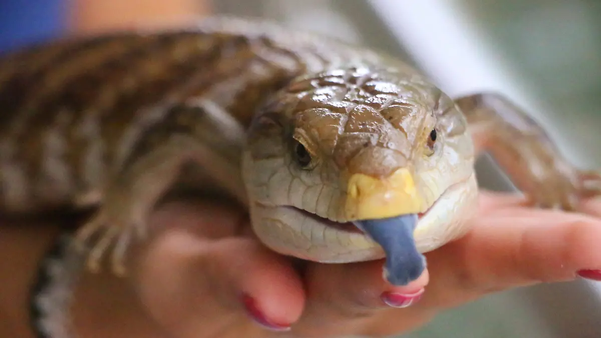 david- Fauna..G_4976