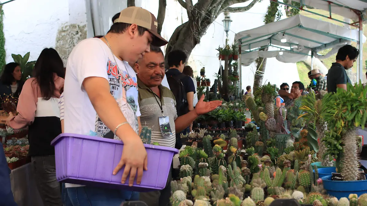 cactus feria
