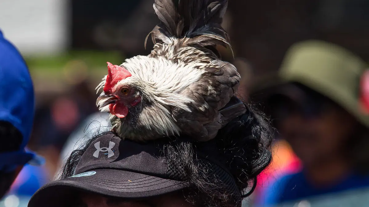 939348_Marcha Apoyo Galleros_impreso