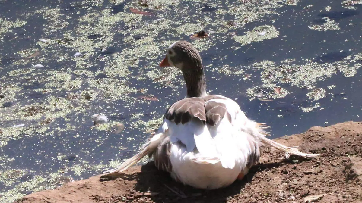 Lago de Las Ánimas en Xalapa