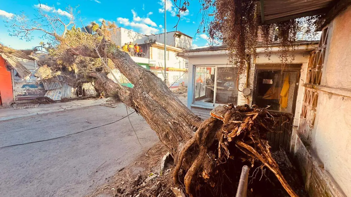 Cae árbol en Lucas Martín