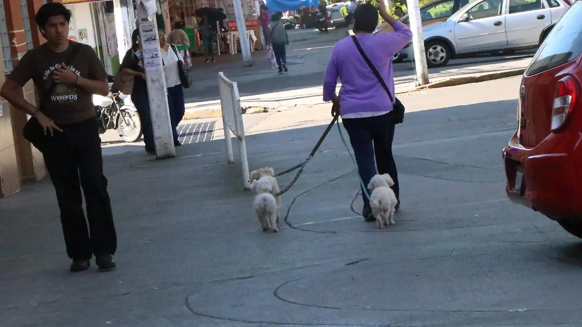 david- Cuidado de mascotas 3