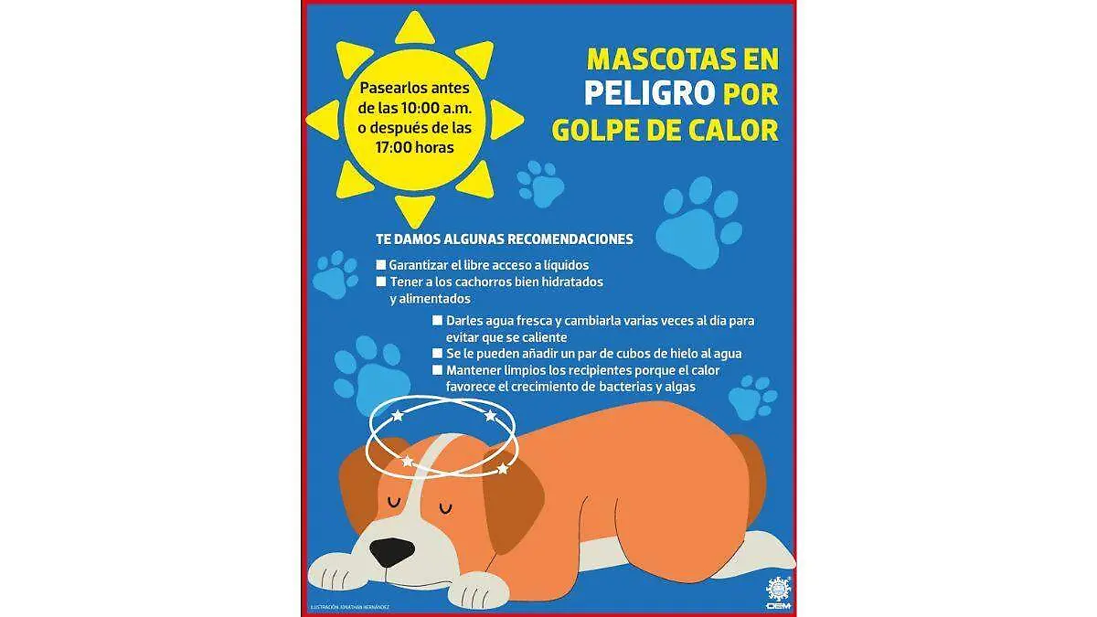 Golpe de calor en mascotas | INFOGRAFÍA