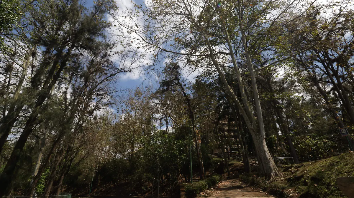 Arboles (5)