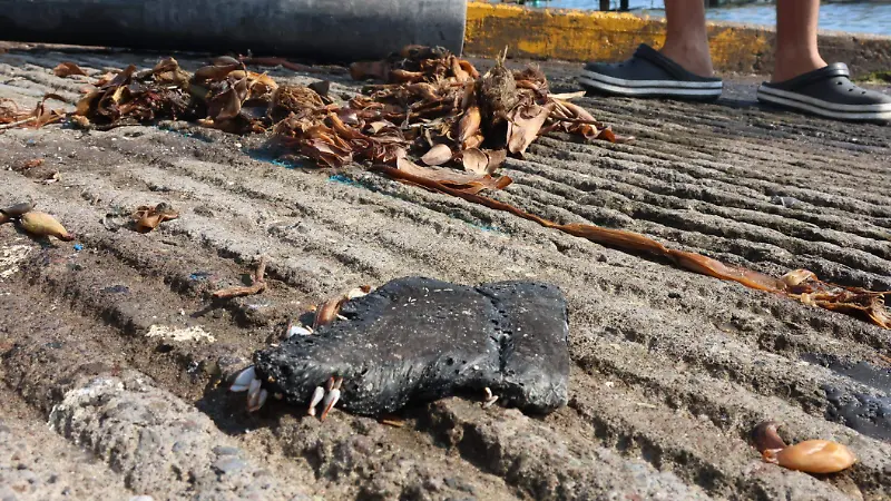 Pescadores de la conurbación en alerta, ya están recogiendo sus redes ante el daño que causa el petróleo en sus equipos