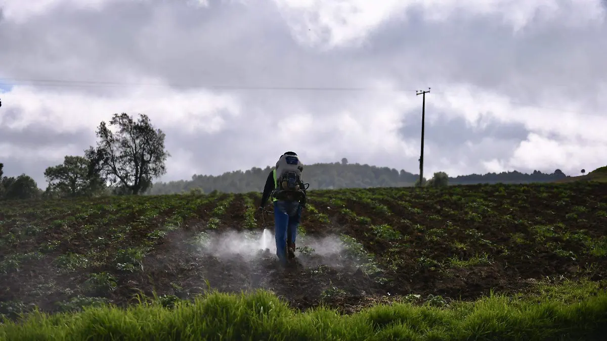 RENÉ-CULTIVOS Y GANADO