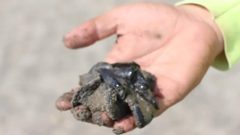 Hidrocarburo en playas de Boca del Río