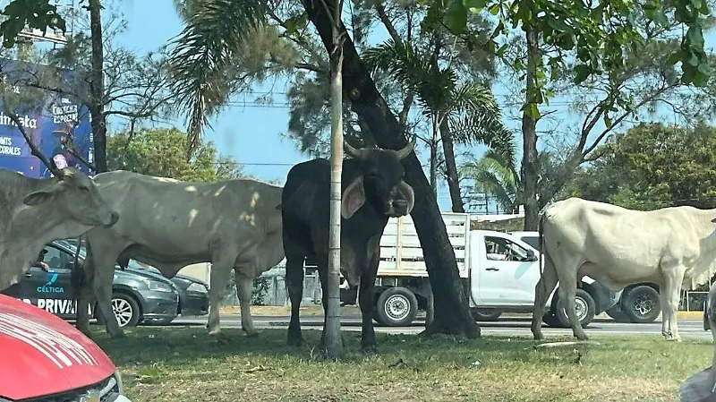 Automovilistas alertan sobre la presencia de vacas en la avenida Rafael Cuervo