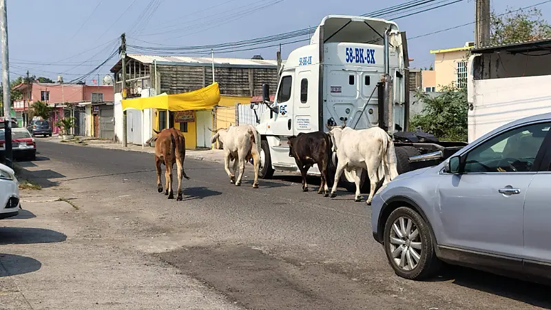 Automovilistas alertan sobre la presencia de vacas en la avenida Rafael Cuervo