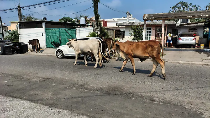 Automovilistas alertan sobre la presencia de vacas en la avenida Rafael Cuervo