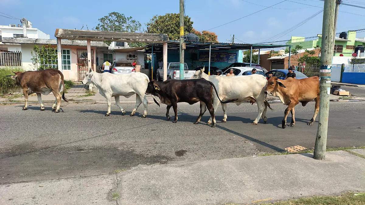 Automovilistas alertan sobre la presencia de vacas en la avenida Rafael Cuervo