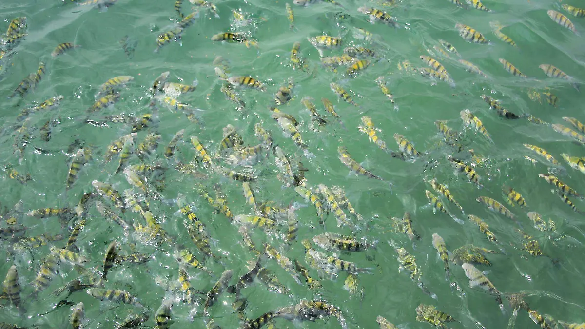 1000156_Vida cotidiana arrecife Veracruz_web