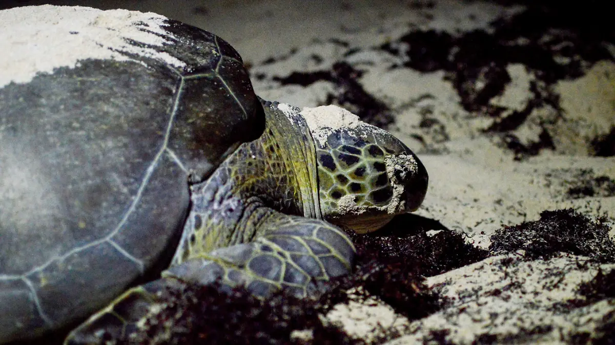 513854_Desove tortugas_impreso